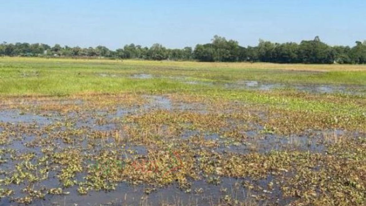 মনোহরগঞ্জ বোরোর বীজতলা প্রস্তুতে বাধা জলাবদ্ধতা, বিপাকে কৃষক