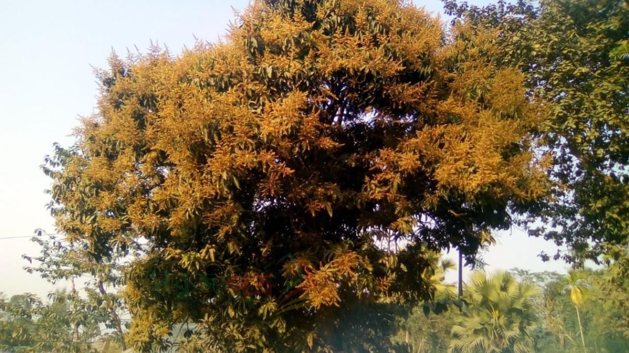 লাকসামে মুকুলে বসন্তের নান্দনিক সাজে সেজেছে আম গাছ