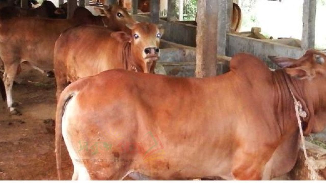 কুমিল্লায় গরু মোটাতাজাকরনে বিষ বানিজ্য মানুষের স্বাস্থ্য ঝুঁকি