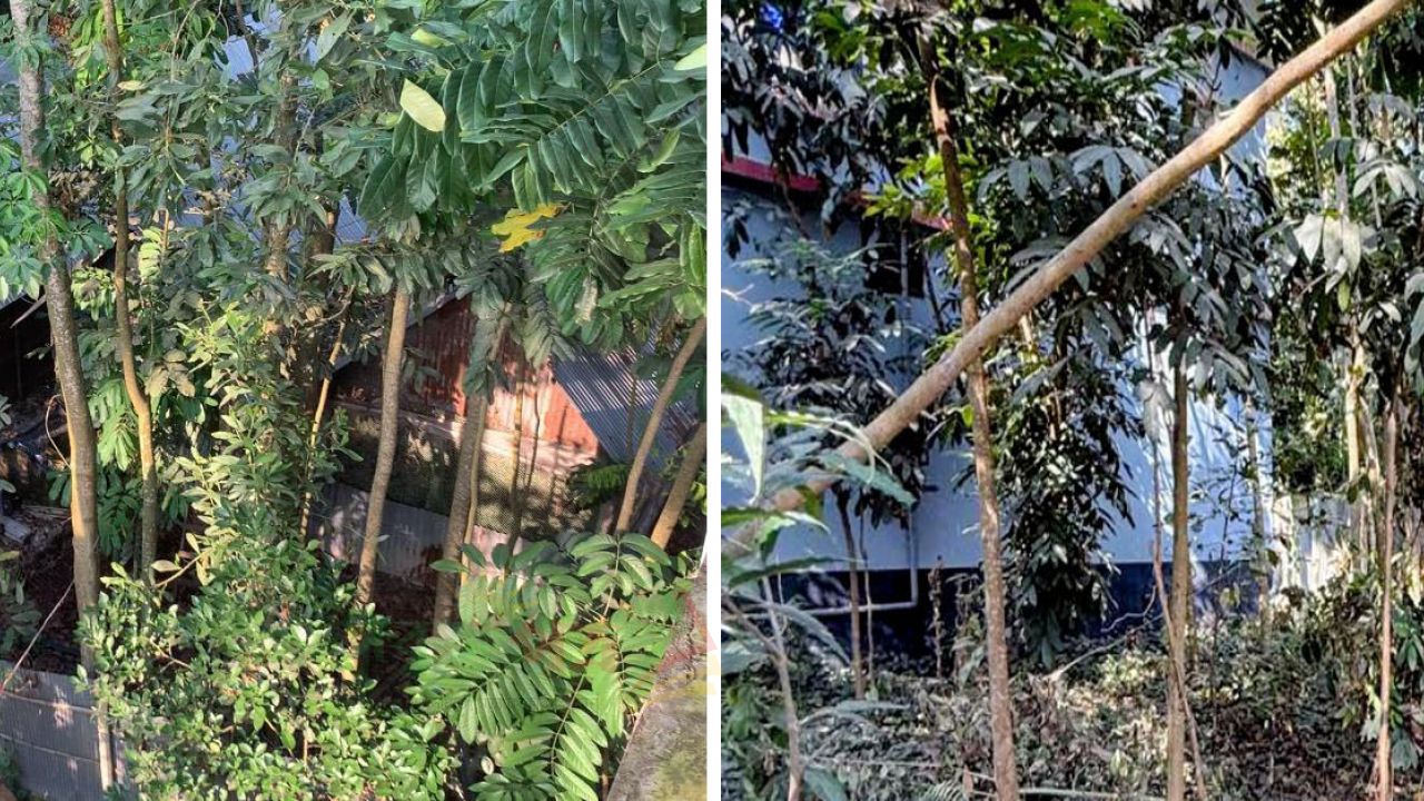 চৌদ্দগ্রামে ঘরের পাশে মুরগির খামার, দুর্গন্ধে অতিষ্ঠ মানুষ