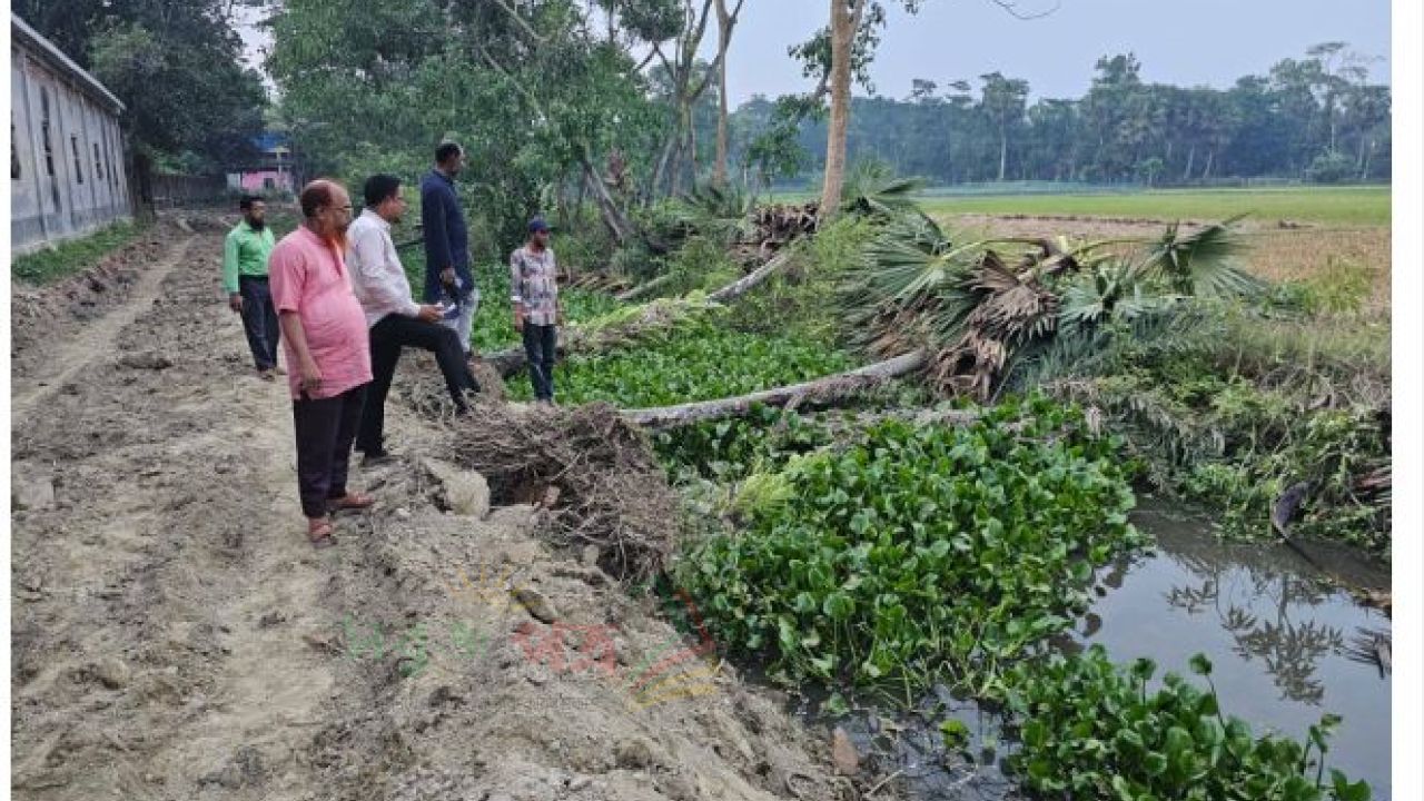 খাল খননের নামে উপড়ে ফেলা হয়েছে অর্ধশতাধিক তাল গাছ