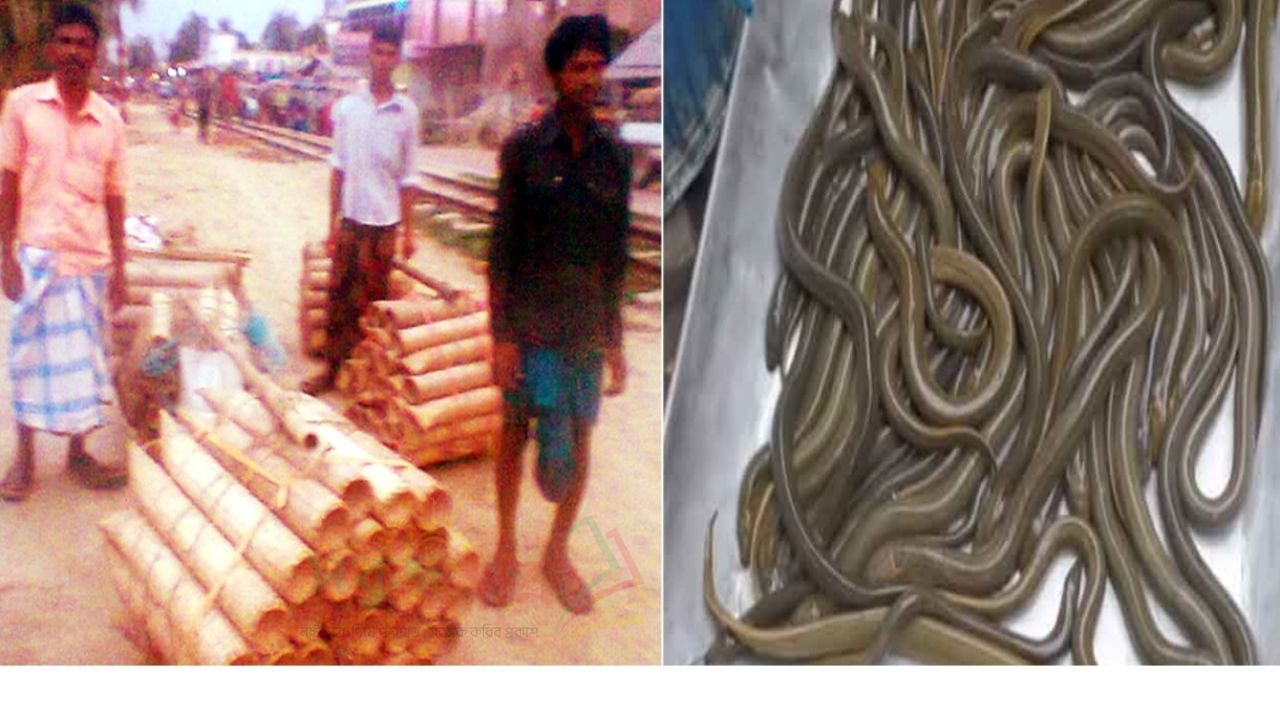 কুমিল্লার জলজ প্রাণী কুইচ্ছা এখন ভিনদেশীদের মজাদার খাবার