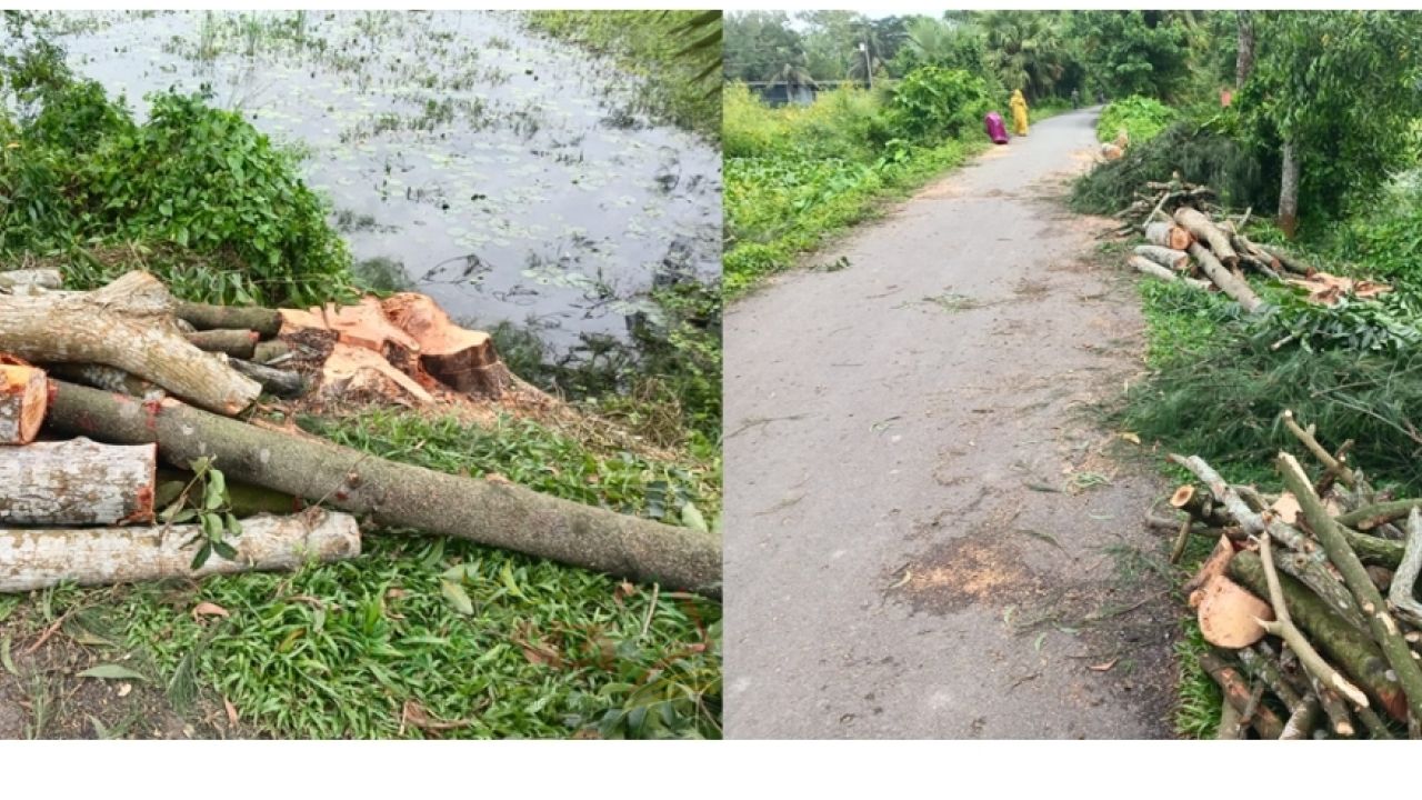 কুমিল্লায় সরকারি সড়কে বনায়নকৃত গাছগুলো দেখার কেউ নেই 